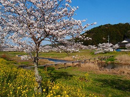 51 3月今川の桜.jpg