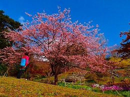 64 3月　白野江植物園.jpg